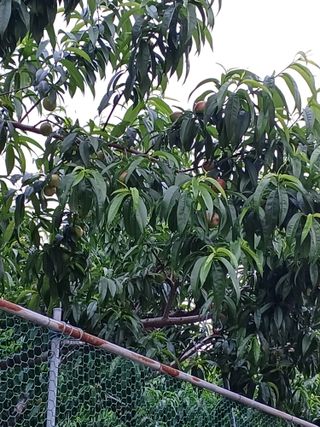 배경수 님의 복숭아 · 영농일지 작성글 사진