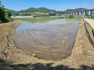 올뱅이님의 벼 · 영농일지 작성글 사진