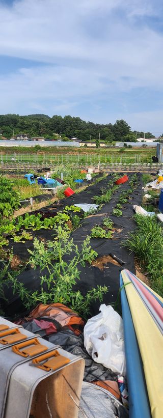스마일00님의 기타작물 · 영농일지 작성글 사진