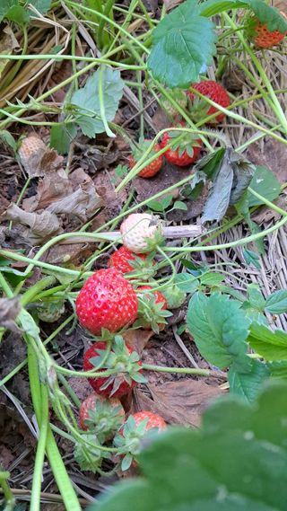 bpjh9173님의 매실 · 영농일지 작성글 사진