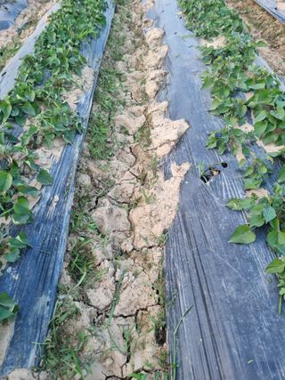 논산푸른팜님의 복숭아 · 자유게시판 작성글 사진