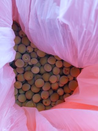 강지현님의 매실 · 영농일지 작성글 사진