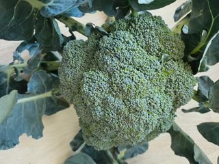 유명숙님의 옥수수 · 영농일지 작성글 사진