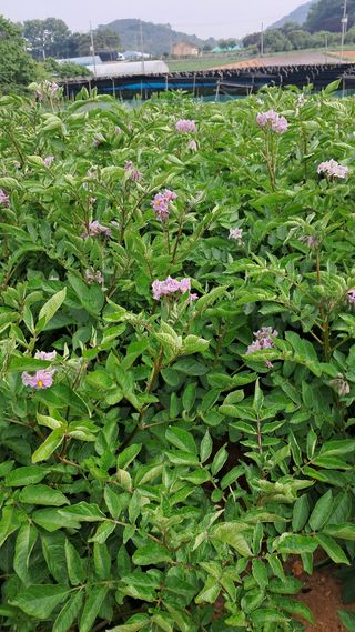 bpjh9173님의 매실 · 영농일지 작성글 사진