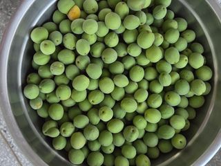 권ㅇㅎ님의 매실 · 영농일지 작성글 사진