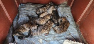 고동옥님의 기타작물 · 영농일지 작성글 사진