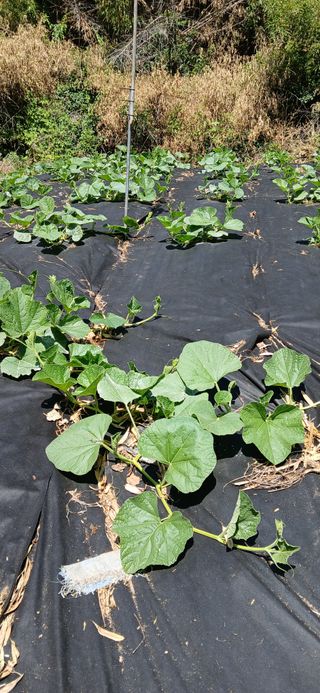 우철님의 기타작물 · 영농일지 작성글 사진