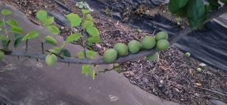 이인옥님의 매실 · 영농일지 작성글 사진