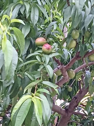 배경수 님의 복숭아 · 영농일지 작성글 사진