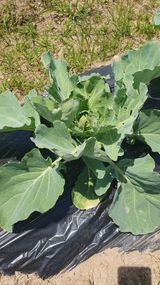 팜모닝 양배추·영농일지 게시글 이미지