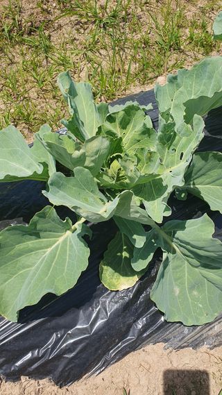 나상인님의 양배추 · 영농일지 작성글 사진