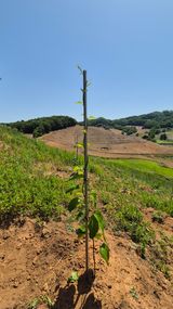 팜모닝 기타작물·영농일지 게시글 이미지