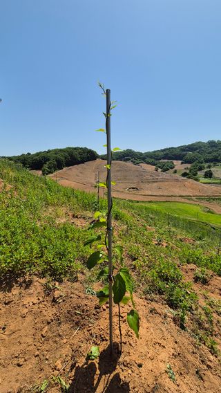 김현민님의 기타작물 · 영농일지 작성글 사진