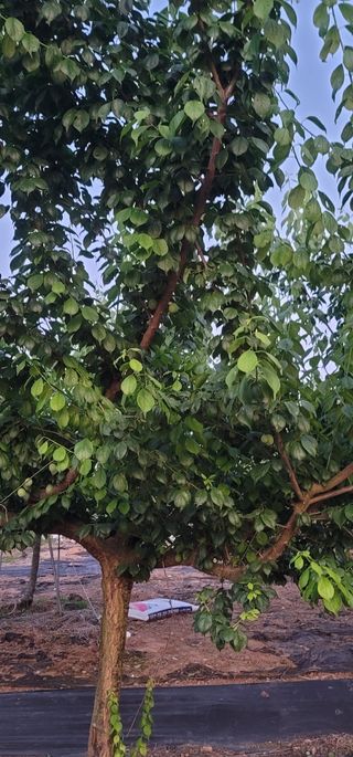 이인옥님의 매실 · 영농일지 작성글 사진