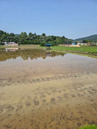 신현오님의 벼 · 영농일지 작성글 사진