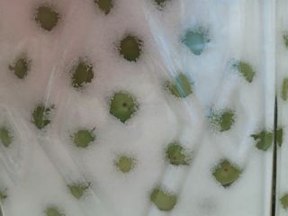 강지현님의 매실 · 영농일지 작성글 사진