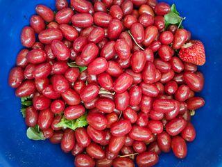 유명숙님의 옥수수 · 영농일지 작성글 사진