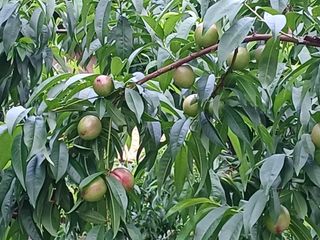 배경수 님의 복숭아 · 영농일지 작성글 사진