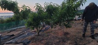 이인옥님의 매실 · 영농일지 작성글 사진