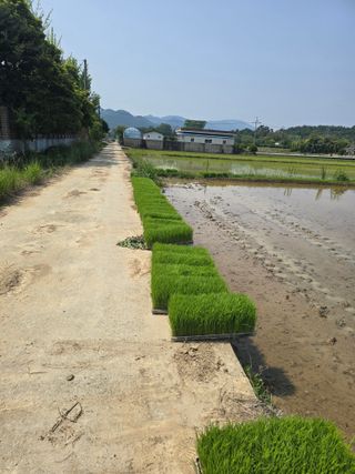 신현오님의 벼 · 영농일지 작성글 사진