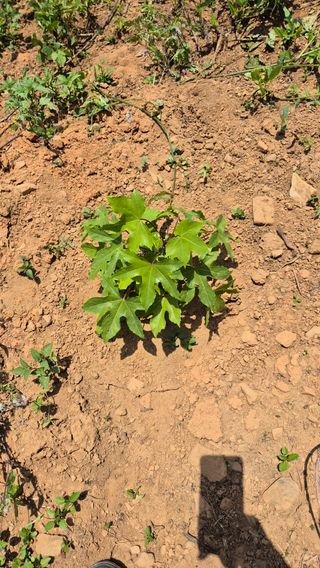 김현민님의 기타작물 · 영농일지 작성글 사진