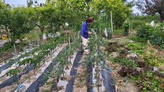 괴동조합장님의 파 · 영농일지 작성글 사진