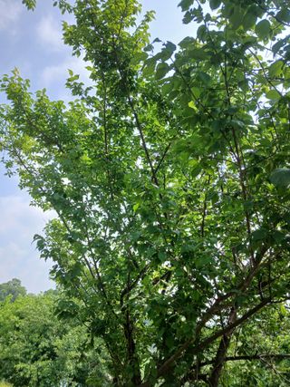 강지현님의 매실 · 영농일지 작성글 사진