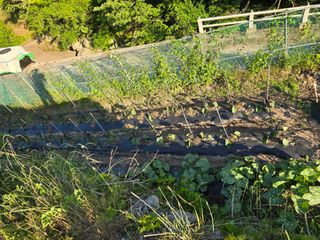 진전님의 고구마 · 영농일지 작성글 사진