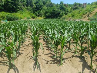 인산님의 기타작물 · 영농일지 작성글 사진