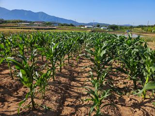 유명숙님의 옥수수 · 영농일지 작성글 사진