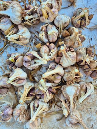 애기봉 초보농부님의 마늘 · 영농일지 작성글 사진