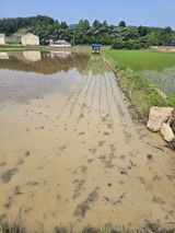 팜모닝 벼·영농일지 게시글 이미지