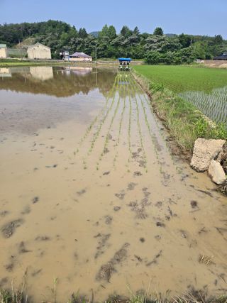 신현오님의 벼 · 영농일지 작성글 사진