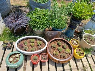 바위돌 심재성님의 기타작물 · 영농일지 작성글 사진