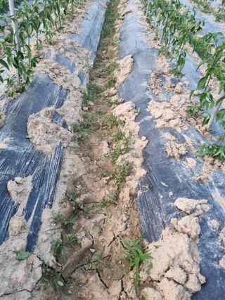 논산푸른팜님의 복숭아 · 자유게시판 작성글 사진