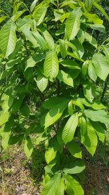 팜모닝 기타작물·영농일지 게시글 이미지