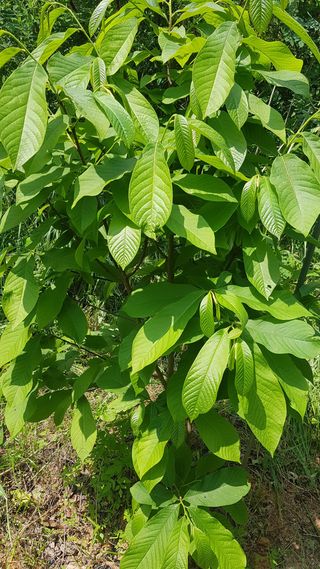 심상화님의 기타작물 · 영농일지 작성글 사진