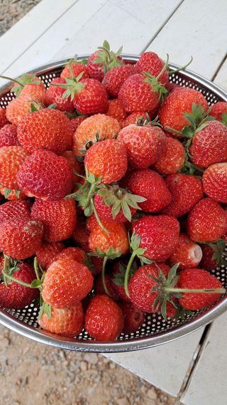 bpjh9173님의 매실 · 영농일지 작성글 사진