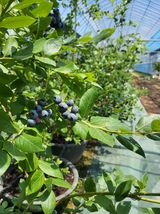 팜모닝 블루베리·영농일지 게시글 이미지