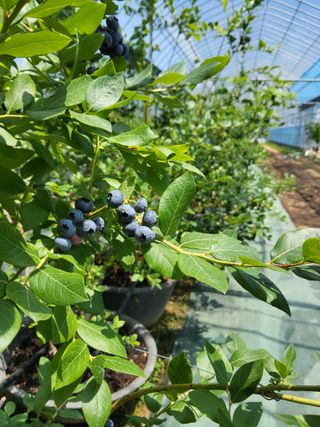 블루베리1188님의 블루베리 · 영농일지 작성글 사진