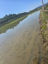 팜모닝 벼·영농일지 게시글 이미지