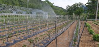 최홍규님의 기타작물 · 영농일지 작성글 사진