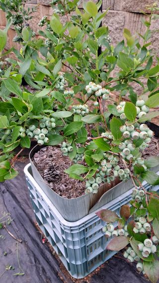 bpjh9173님의 매실 · 영농일지 작성글 사진