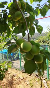 팜모닝 매실·영농일지 게시글 이미지