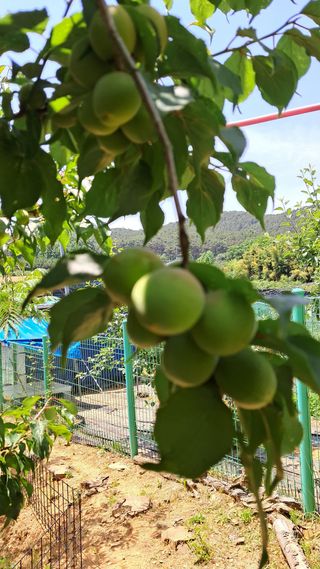 bpjh9173님의 매실 · 영농일지 작성글 사진