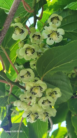 조상연님의 기타작물 · 영농일지 작성글 사진