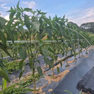 박흠님의 고추 · 영농일지 작성글 사진