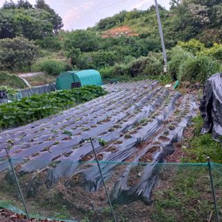 김건우님의 감자 · 영농일지 작성글 사진