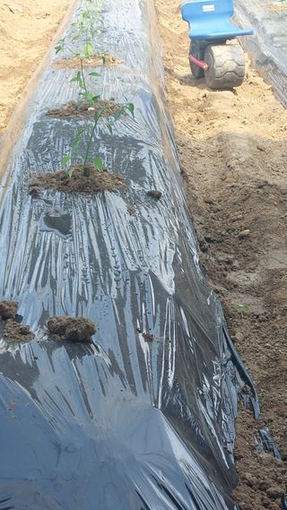 코코@쿠크@메기님의 기타작물 · 영농일지 작성글 사진