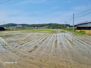 권오정님의 벼 · 영농일지 작성글 사진